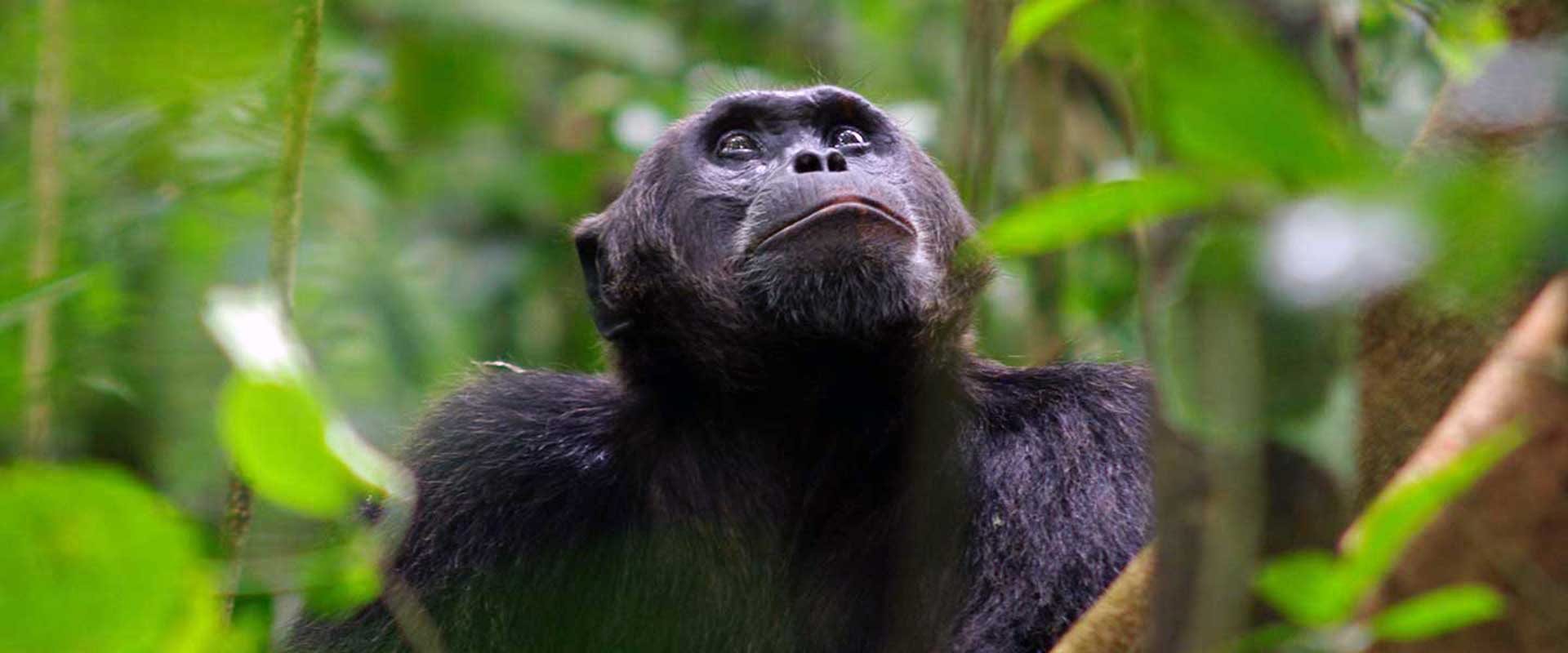 uganda primate safaris