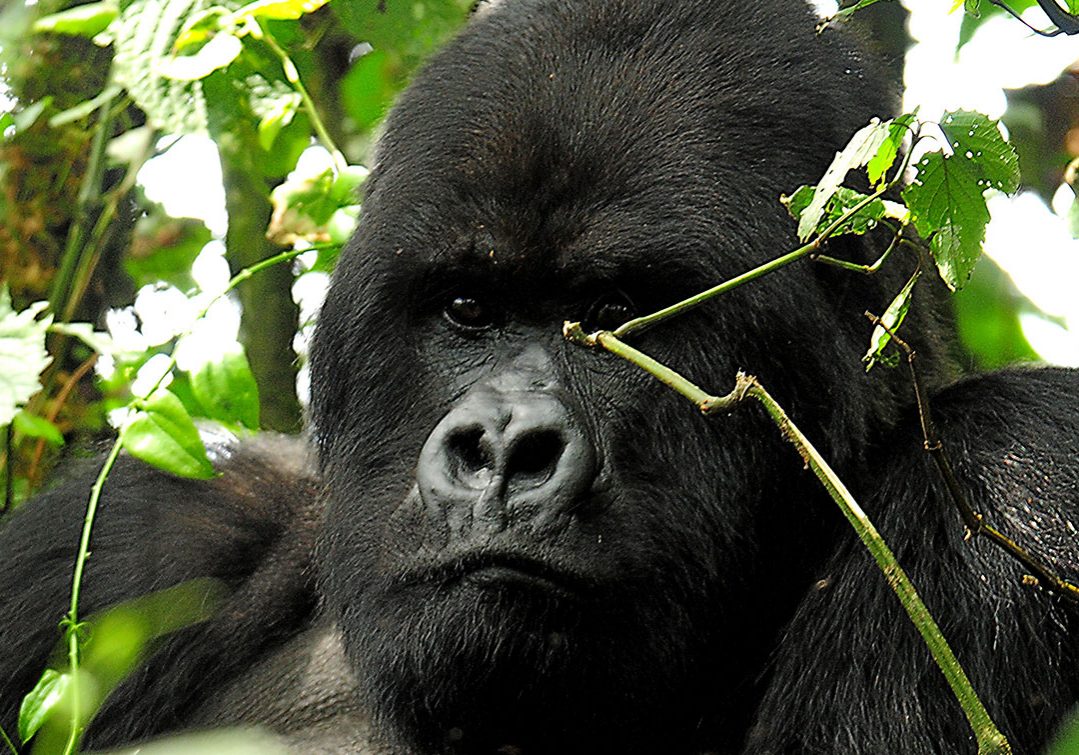 2015-Africa-Uganda-Gorillas-of-Bwindi-AK-Hero